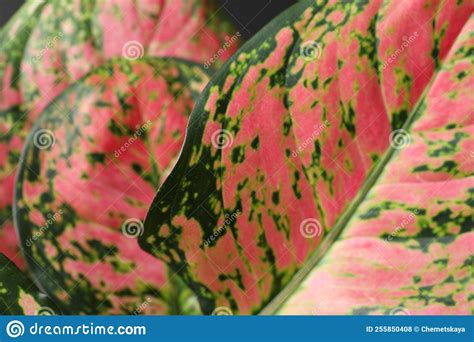 Aglaonema Con Hermosas Hojas Como Fondo De Cierre Planta Tropical Foto