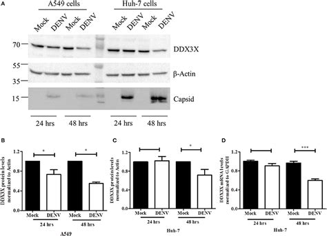 Frontiers Dengue Virus Capsid Interacts With Ddx3x A Potential