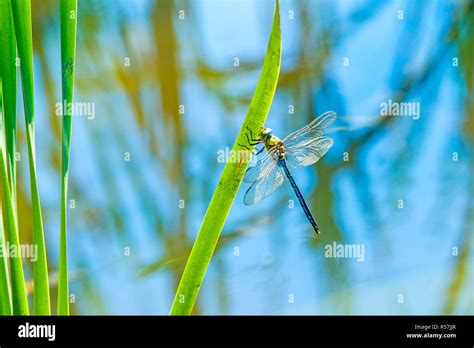 Groaylibelle Hi Res Stock Photography And Images Alamy