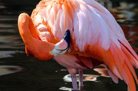 Chic In Pink Pink Flamingo Standing In Water Stock Image Image Of