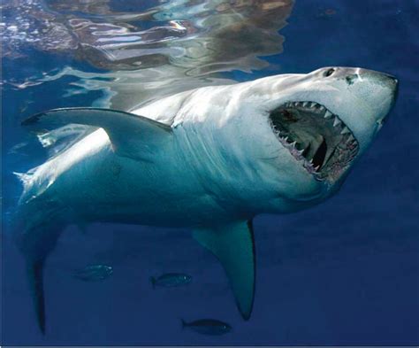 His mouth is as big as your head! Orcas, Big Great White Shark, Shark ...