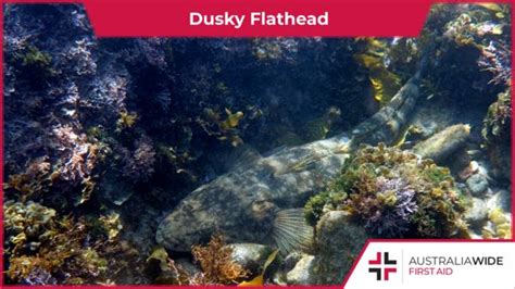 First Aid for Dusky Flathead Sting