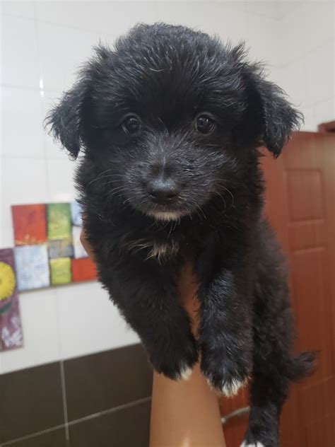 Lhasa Apso & Poodle Mix Pups For adoption - Pets - Nigeria