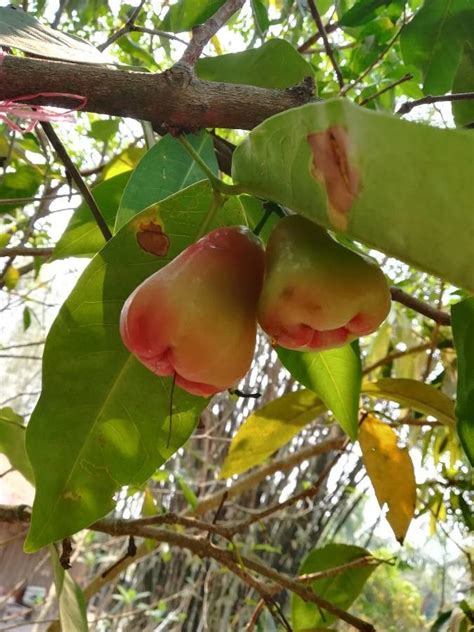 Syzygium Samarangense Blume Merr L M Perry Jambu Air World Flora