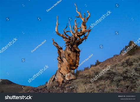 180 Methuselah Tree Images, Stock Photos, 3D objects, & Vectors ...