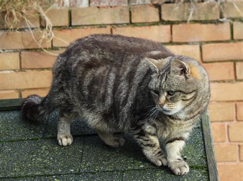 What S Up Pussy Cat Pet Samaritans