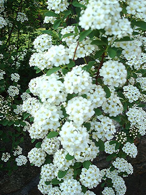 Flowers And Nature In My Garden Spirea Japonica Bridal Wreath