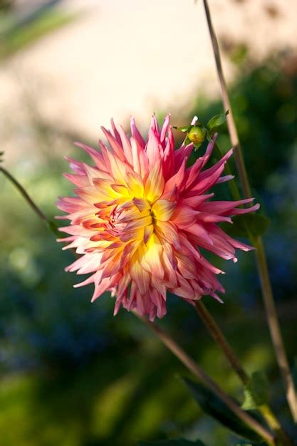 Premium Photo Dahlia In The Garden