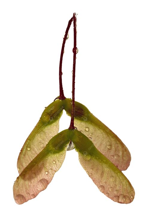 Maple Tree Seed Pods