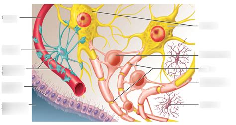 Cells Of The Nervous System Neurons Neuroglia Diagram Diagram Quizlet