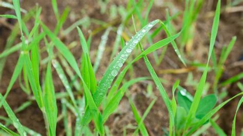 Hierba Verde Con Gotas De Roc O Foto Premium