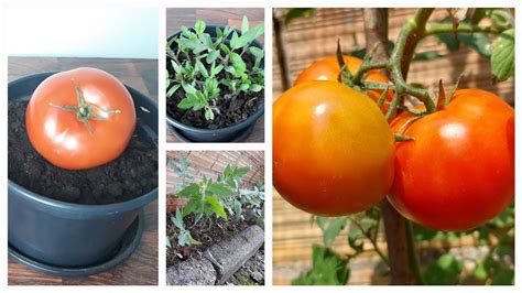 Plantando Tomate Maduro Como Fazer Muda De Tomate Tomateiro Canteiro