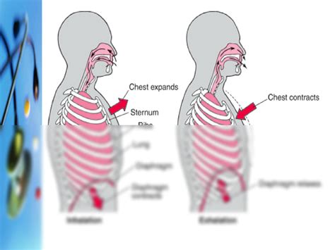 Solution Thorax And Lung Assessment By Najma Converted Studypool