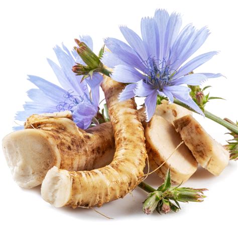 Chicory Root Health Benefits, Nutrition Facts And Uses Axe, 42% OFF