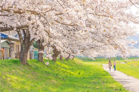 The 10 Best Spots For Sakura In Saitama Gaijinpot