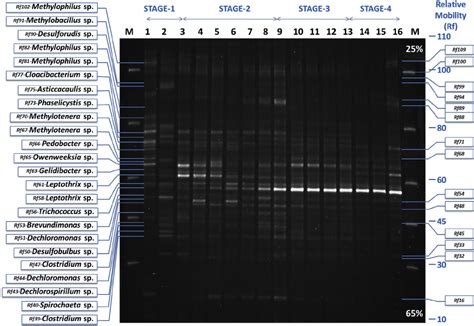 Image Of Denaturing Gradient Gel Electrophoresis Dgge Gel The 16s Download Scientific