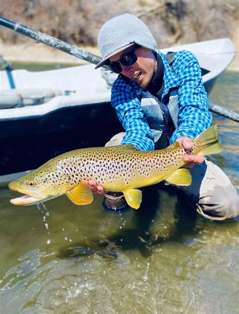 Riverside Rivals: Brook trout vs Brown trout — Fly Life Media