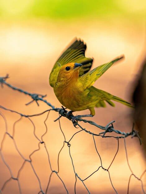 Premium Photo Saffron Finch Bird Of The Species Sicalis Flaveola