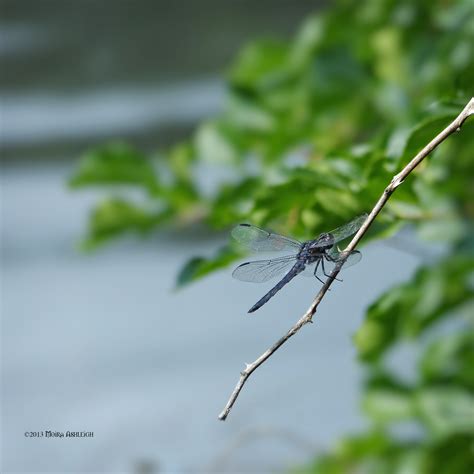 Black dragonfly by Mogrianne on DeviantArt