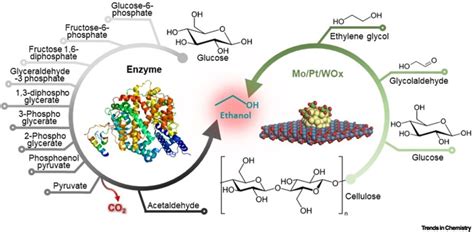 Chemical Breakthrough Converts Cellulose Into Ethanol Trends In Chemistry