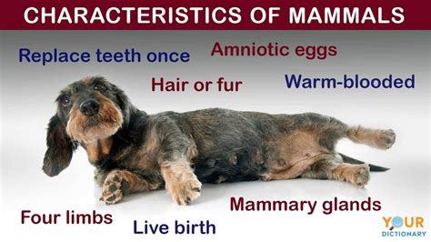 Mammal Characteristics