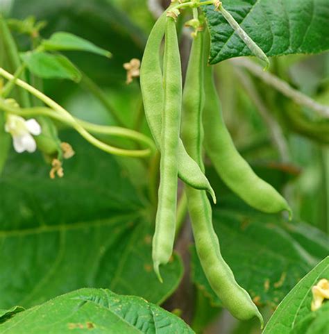 How To Grow Your Own French Beans How To Guides