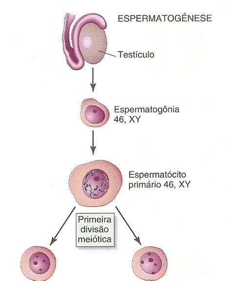 BIOLOGIA 2º ANO Gametogênese