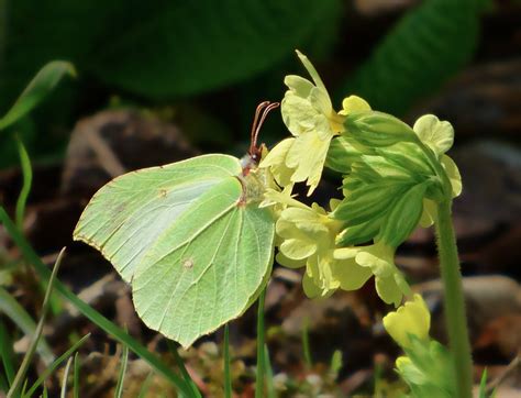 Gonepteryx Rhamni Pixabay