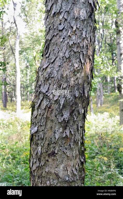 Bark Of A Sycamore Maple Acer Pseudoplatanus Shot In A Broad Leaved