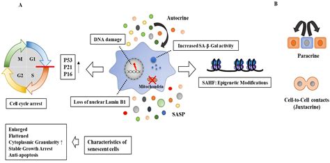 Ijms Free Full Text The Potential Of Senescence As A Target For