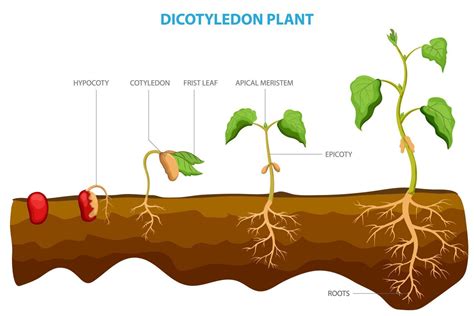 Dicotyledon plants, or dicots, are a group of flowering plants with two ...