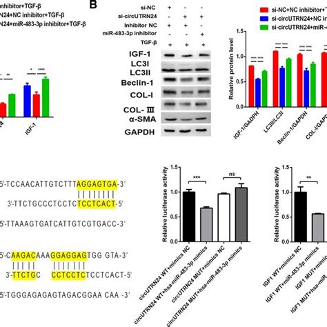 Mir P Mimics Inhibited Autophagy In Tgf Induced Lx Cell