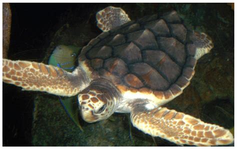 Creature Feature The Loggerhead Sea Turtle Pigeon Key