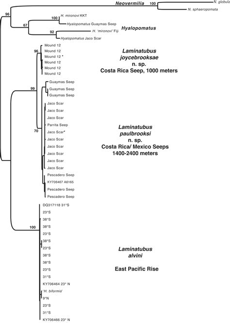 Maximum Likelihood Ml Tree From The Analysis Of The Combined