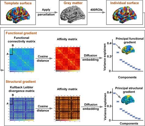 Human Brain Mapping | Neuroimaging Journal | Wiley Online Library