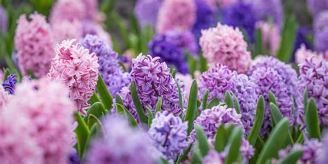 20 Easy Spring Flowers To Grow For Pollinators The Gardening Dad