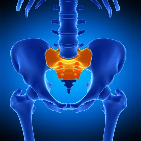 Sacrum Anatomy Location Functions Labeled Diagram