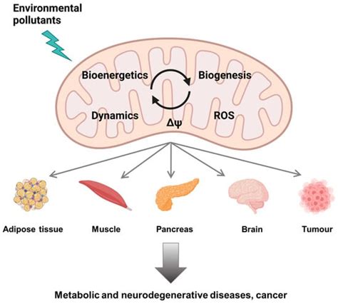 Cells Free Full Text Mitochondrial Dysfunction As A Hallmark Of