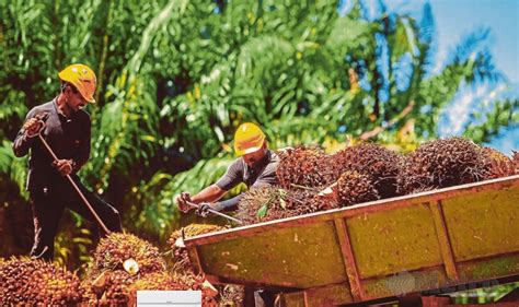 Laman Web Rasmi Kpk Sawit Mpob Bangun 714 Teknologi Baharu Industri