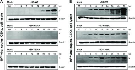 Protein Synthesis Defect Of The Endou Deficient Mutants In Infected Cek