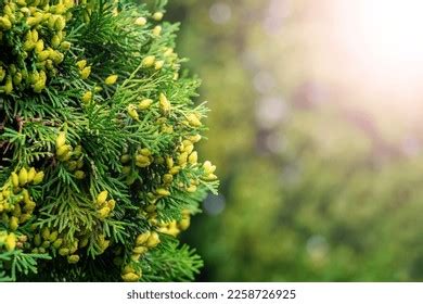 2,542 Thuja Seeds Images, Stock Photos & Vectors | Shutterstock