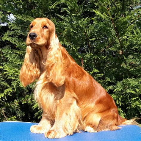 Cocker Spaniel Inglese Maschio Pedro Della Giuliana Allevamento