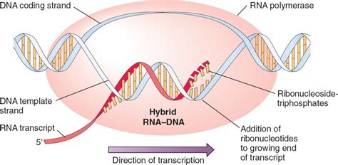 Transcription Synthesis Of Rna Basicmedical Key