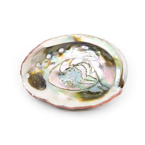 Abalone Shell Large 90 To 100 Mm Zenvol Europe