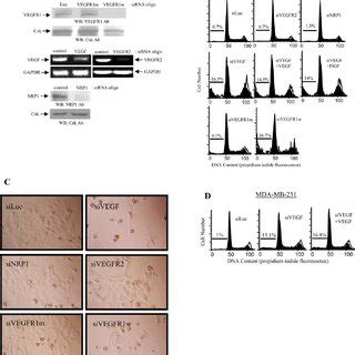 Localization Of VEGFR1 In MCF 7 And MDA MB 231 Cells Cells Were Stained