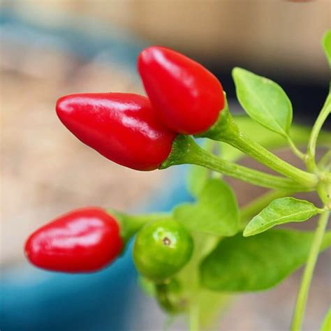African Birds Eye Chilli Seeds - Wildfire Chilli