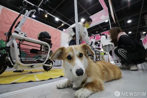 서울서 고양이 코로나19 첫 감염반려동물이 옮기는 사례 없어 네이트 뉴스