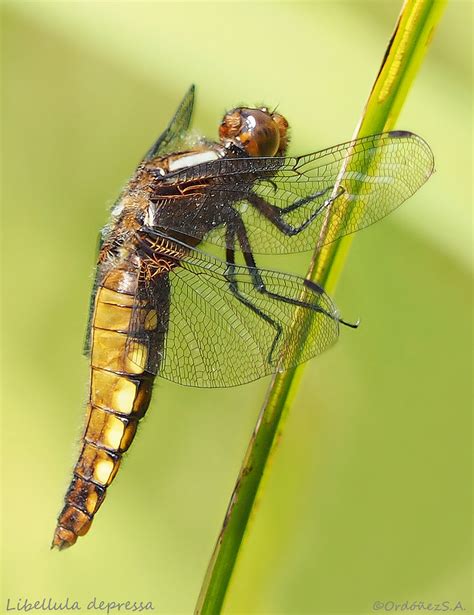 Libellula Depressa 2 Hembra Olympus Digital Camera E M 1 Flickr