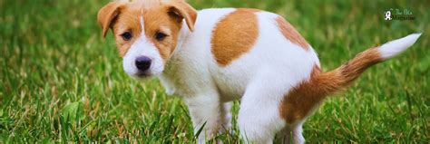 Why Does My Dog Poop So Much And What To Do About It