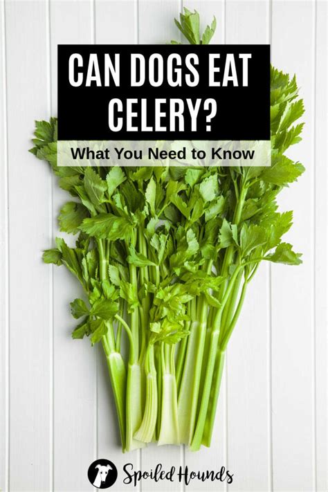 Can Dogs Eat Celery What You Need To Know Spoiled Hounds